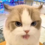 思迈鹿