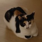 低语观星鲑
